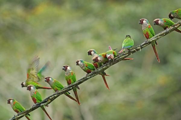 População de cara-suja está restrita a apenas três áreas no Ceará: Serra de Baturité, onde ocorreu o V Censo, Quixadá e Ibaretama — Foto: Fábio Nunes/Aquasis