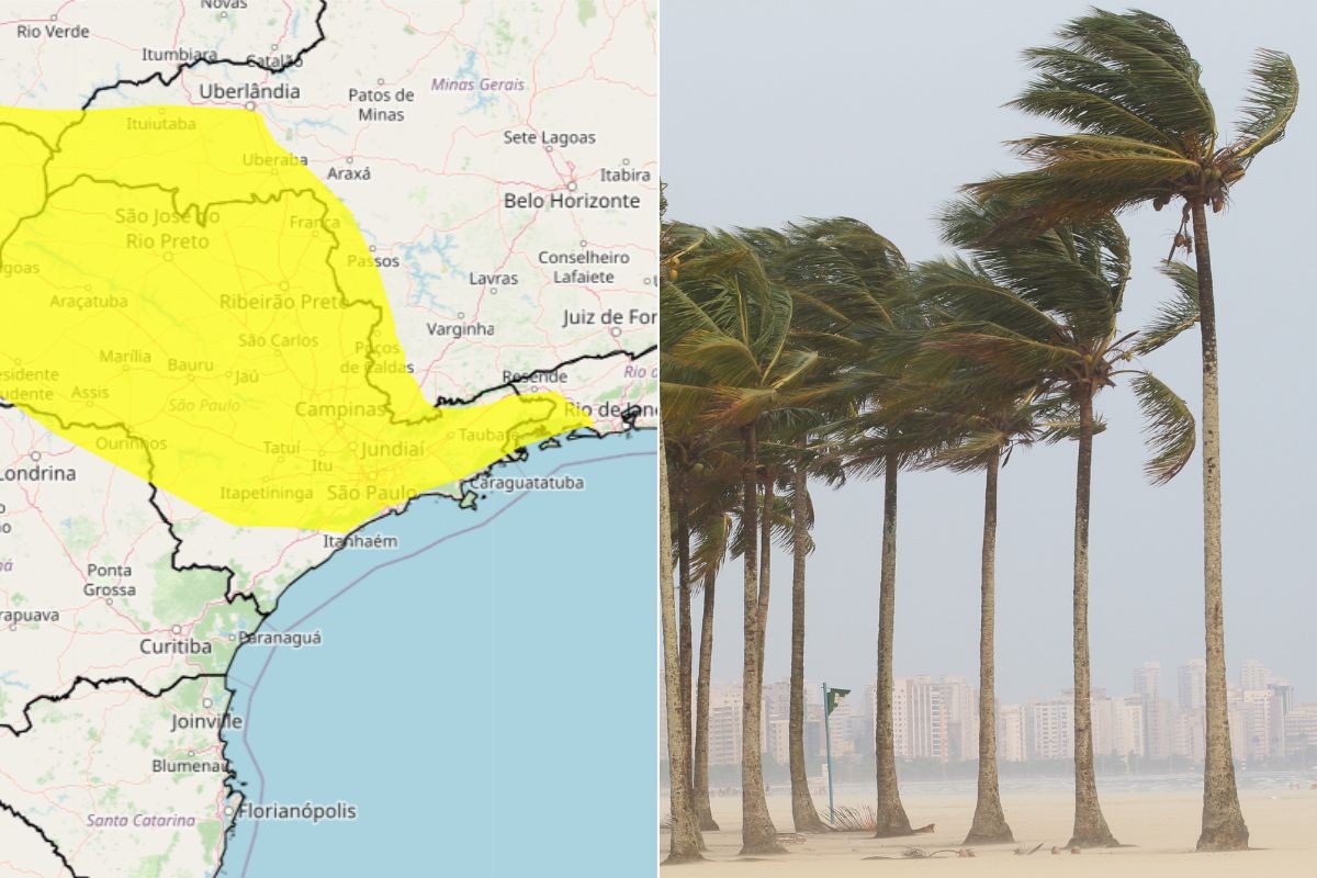 Ciclone extratropical traz forte ventania e causa queda de árvores no litoral de SP; veja a previsão