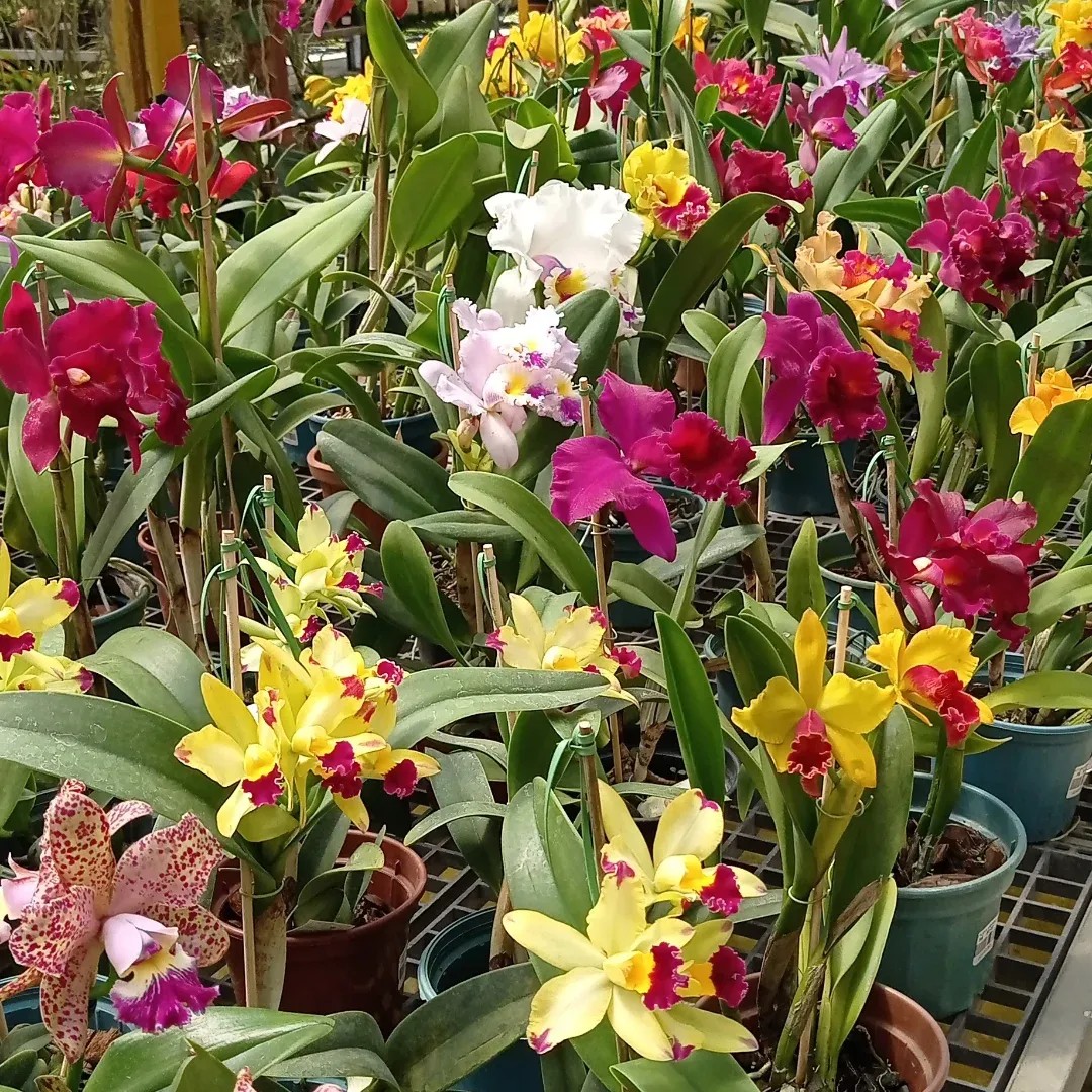 Festival das Orquídeas começa neste sábado em Mogi das Cruzes