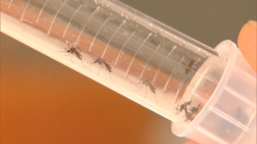 O mosquito Aedes Aegypti é o transmissor da chikungunya — Foto: Reprodução/ TV Globo