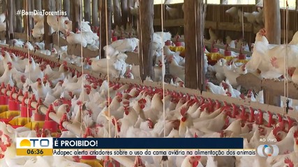 Adapec alerta produtores sobre uso de cama aviária na alimentação de animais