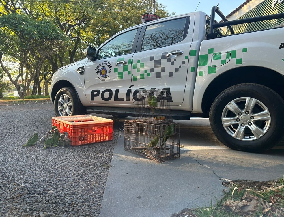Homens são multados em mais de R$ 180 mil por manter 22 filhotes de papagaio em cativeiro em Teodoro Sampaio (SP) — Foto: Reprodução/Polícia Ambiental