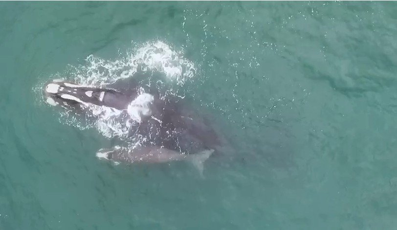 Menor oferta de alimentos para baleias-francas traz incertezas sobre vinda dos animais a SC; entenda
