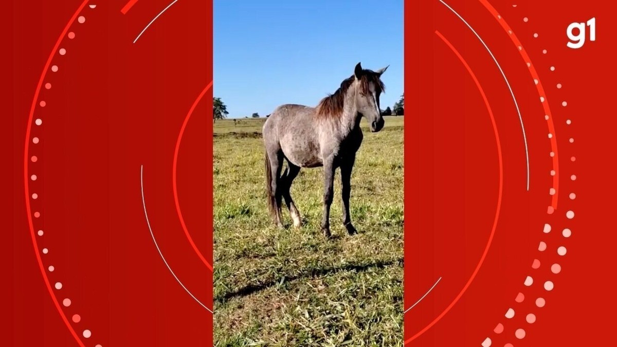 Cavalo de pau virou moda