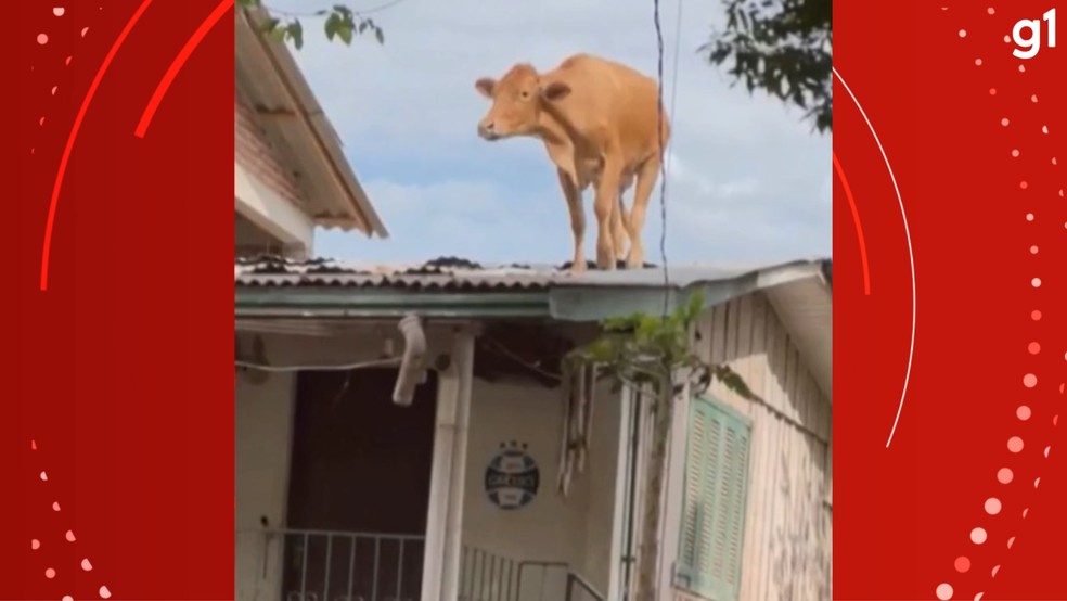 Vaca foi parar no telhado de uma casa após passagem de ciclone pelo RS — Foto: RBS TV/Reprodução