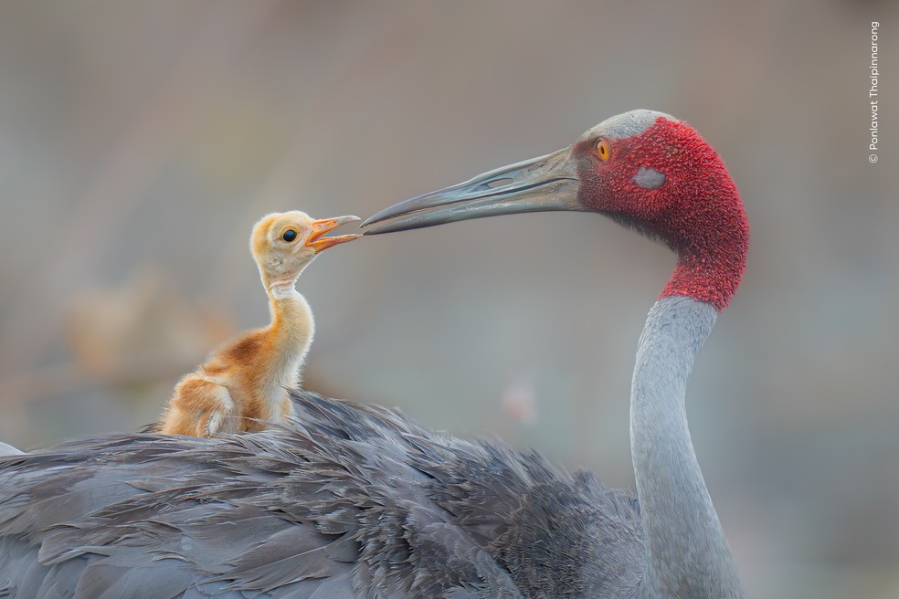 Ave adulta encosta o bico no filhote recém-nascido durante o cuidado no ninho, em áreas alagadas da Tailândia. — Foto: Ponlawat Thaipinnarong – Wildlife Photographer of the Year – People’s Choice Award 2026