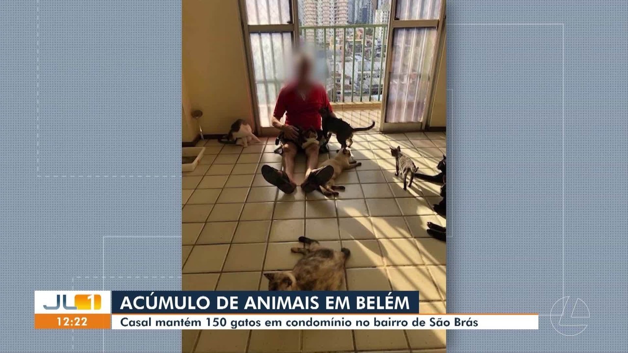 Casal é investigado por manter cerca de 150 gatos em apartamentos de condomínio em Belém