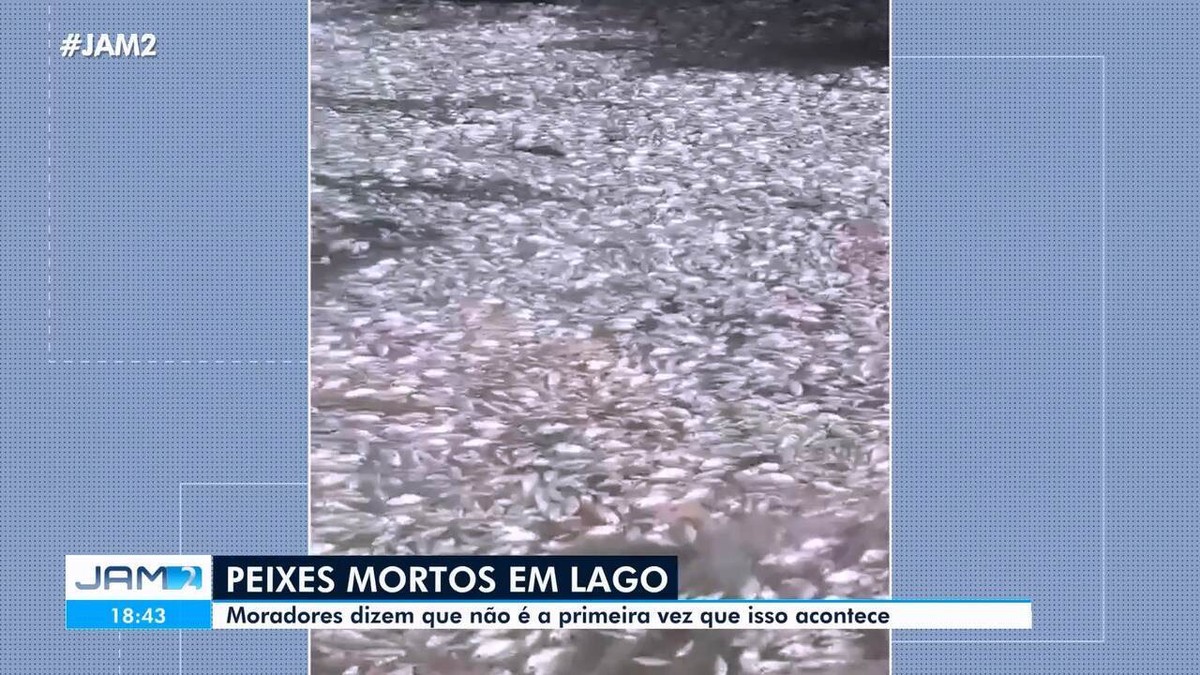 Centenas de peixes são encontrados mortos em lago na Zona Leste de Manaus; VÍDEO