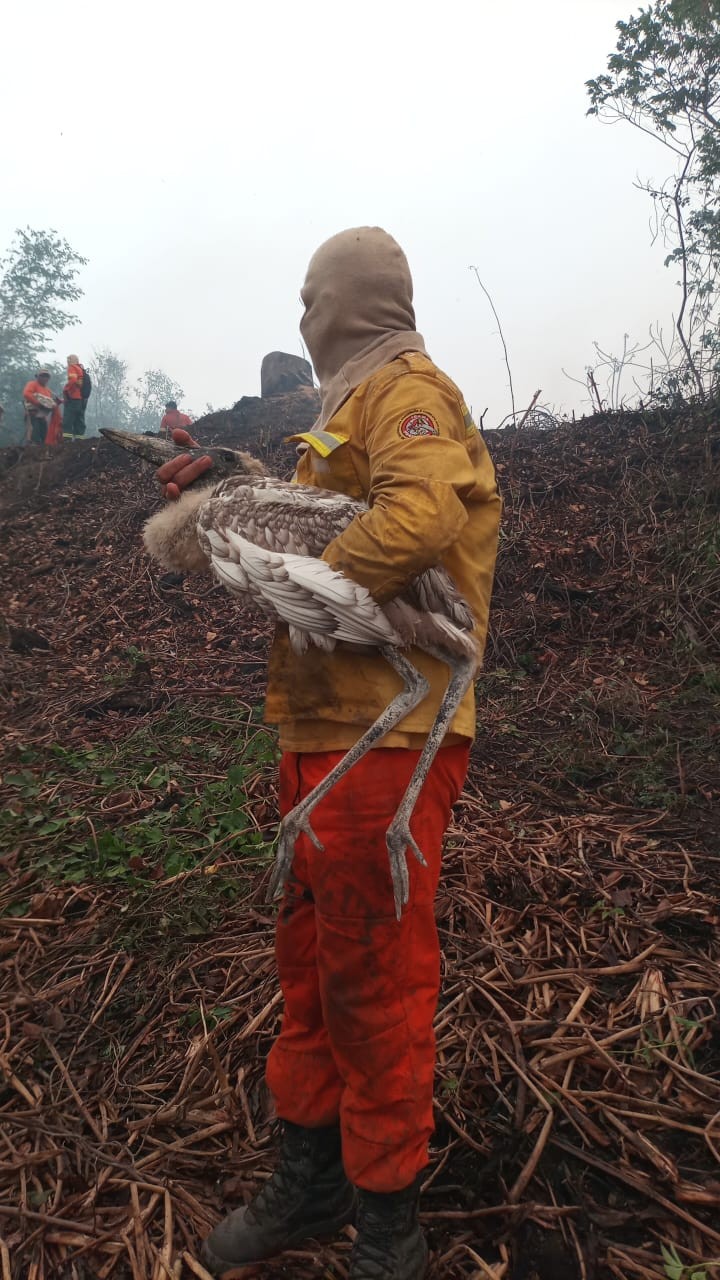 Tuiuiú é resgatado após ser derrubado de ninho que pegou fogo no Pantanal