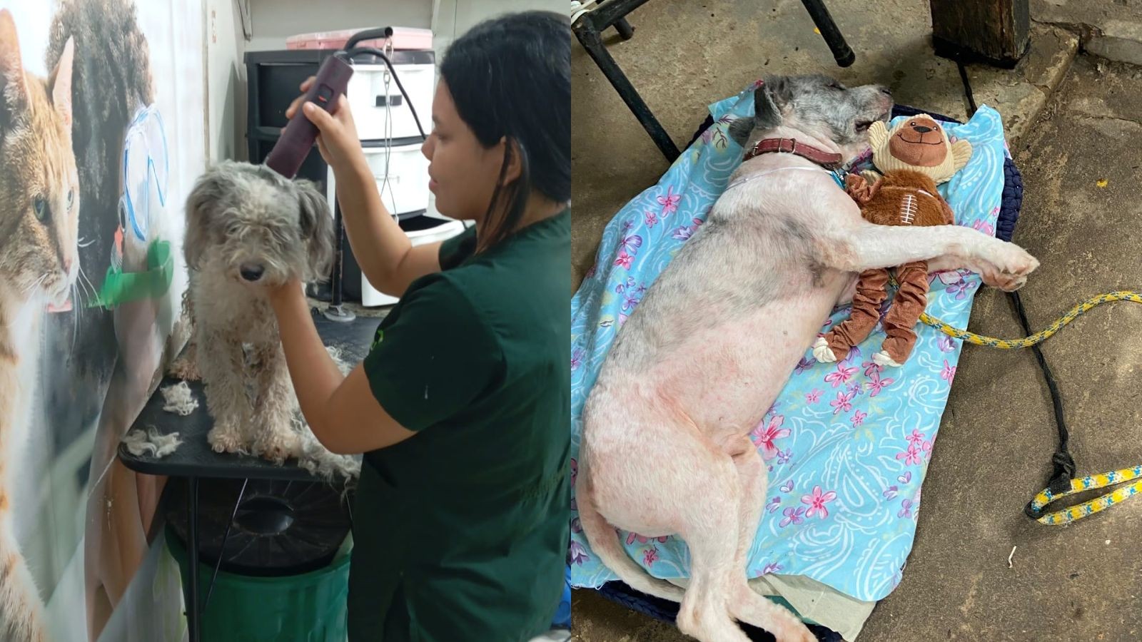 Cachorro que passou 6 meses desaparecido ganha brinquedo após o resgate e passa por exames