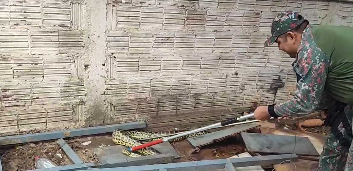 Sucuri de 2,5 metros 'assusta' funcionários de oficina mecânica no Pantanal de MS; veja vídeo