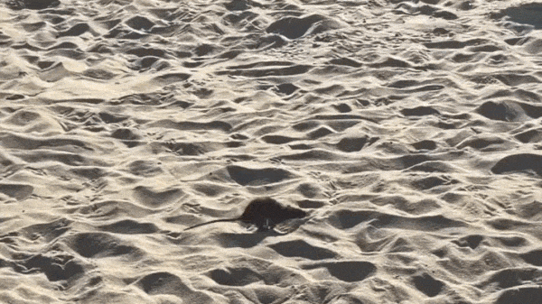 Rato de praia: roedor ‘passeia’ entre banhistas nas areias do Leblon 