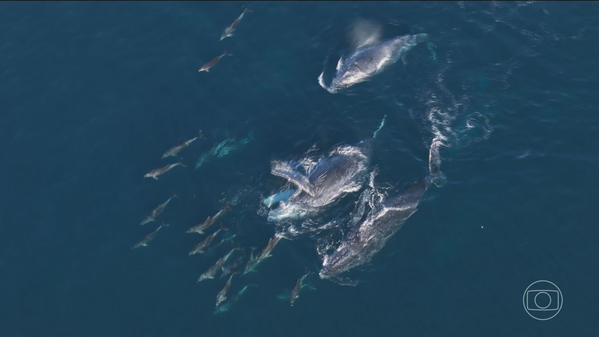 Migração cria turismo ecológico de observação de baleias no Rio e Niterói
