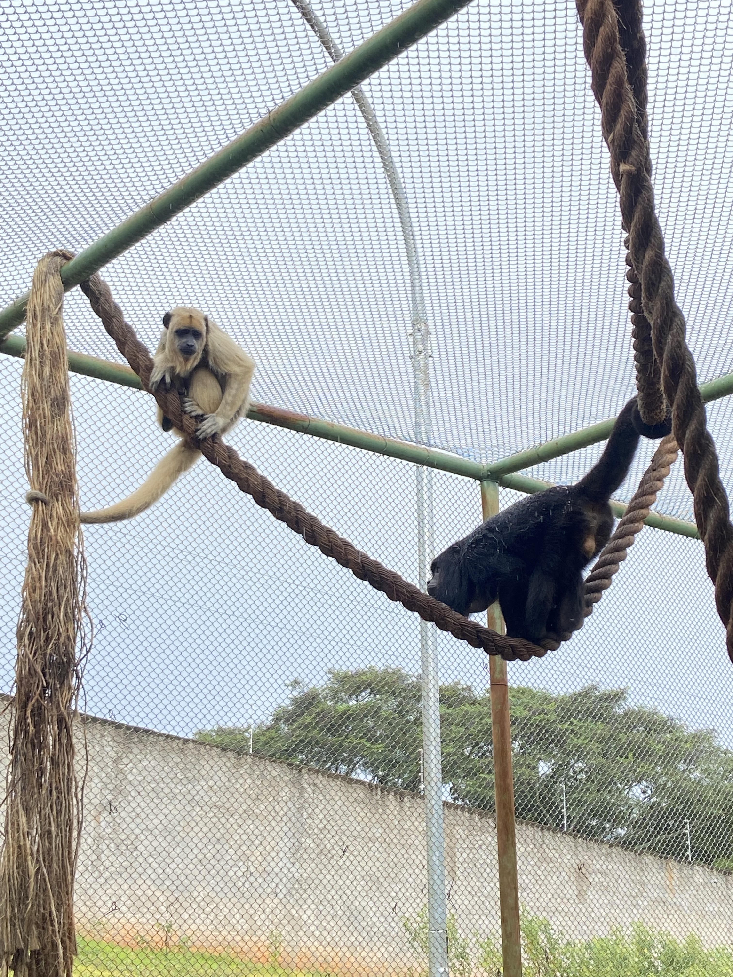 Casal de bugios 'adota' filhote órfão e nova família volta ao habitat natural