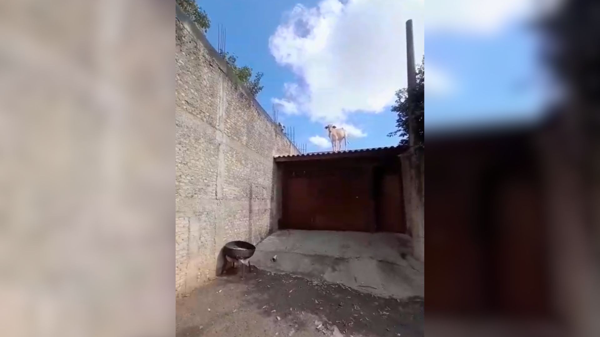 VÍDEO: vaca é flagrada em telhado de casa no interior de SP