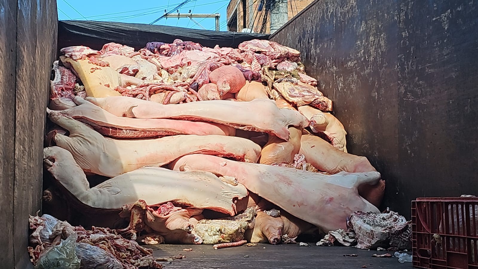 Quase 4 toneladas de carne e linguiça são apreendidas em abatedouro clandestino; uma pessoa é presa no ES; veja FOTOS