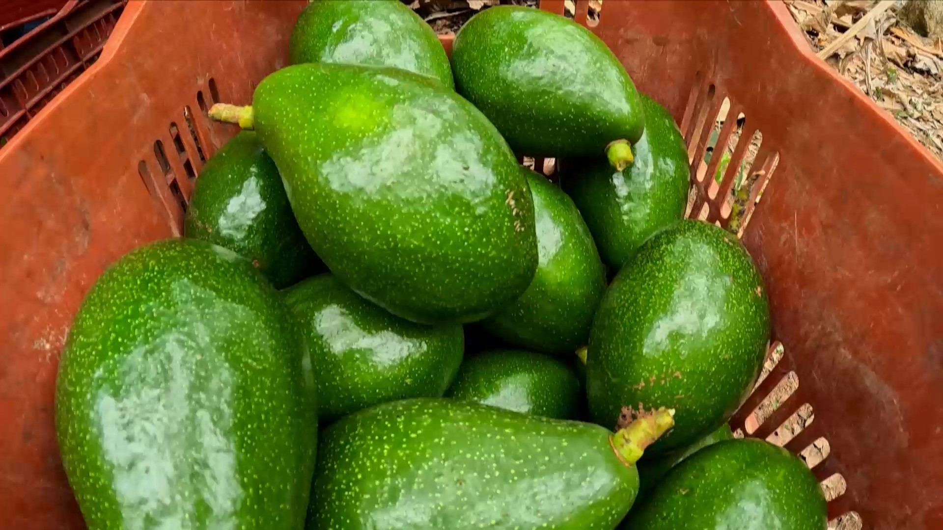 Agricultores apostam em diferentes variedades de abacate para garantir colheita o ano todo no ES
