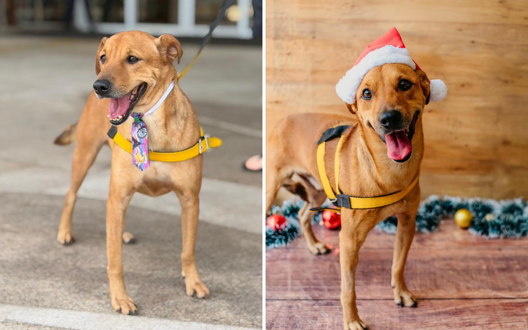 Cachorro que emocionou a web após ser rejeitado em feiras de adoção será adotado por Graciele e Zezé Di Camargo, diz abrigo
