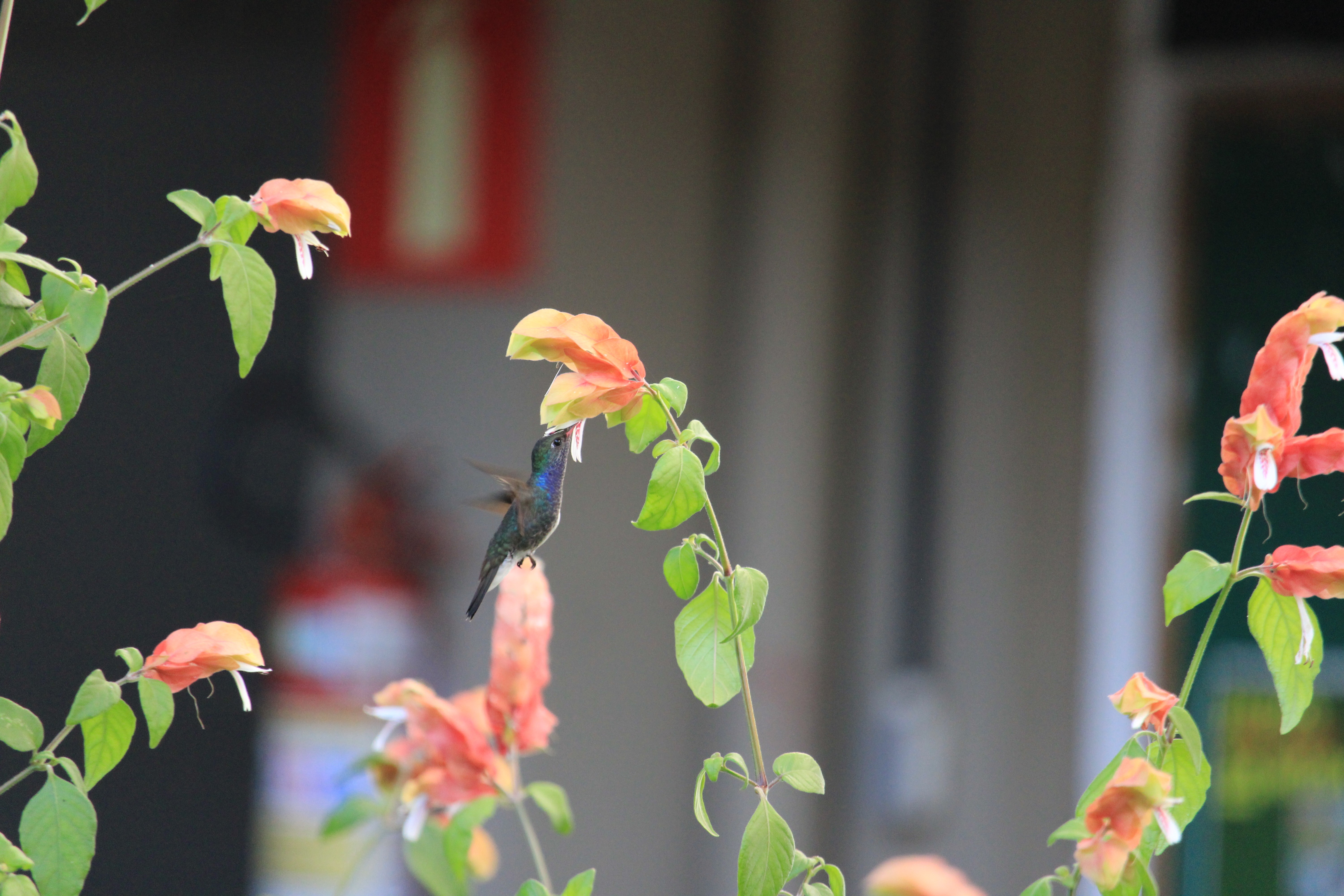 Pesquisa aponta como expansão urbana e mudanças climáticas afetam a vida dos beija-flores  