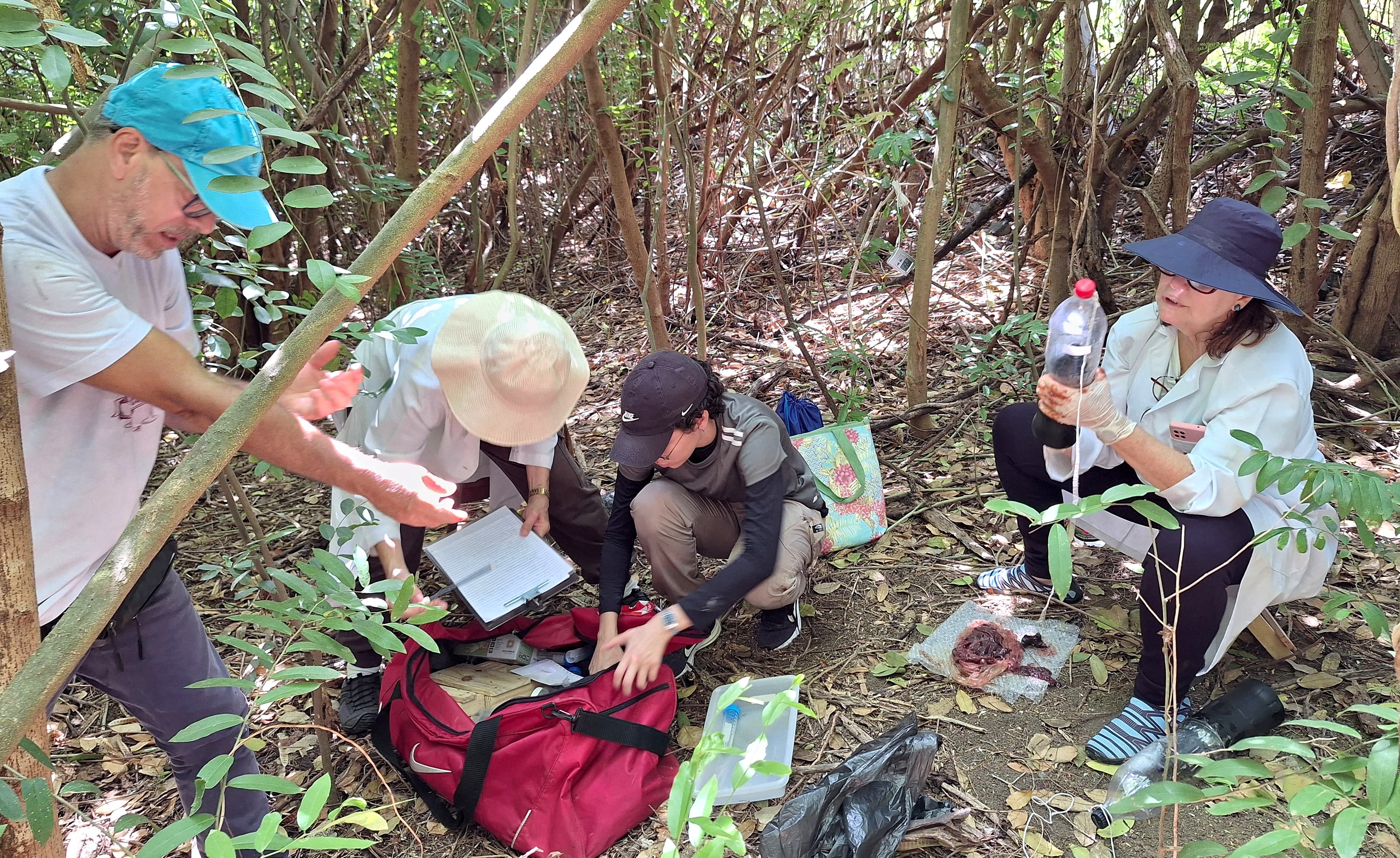 Estudo inédito quer identificar insetos que ocorrem em Fernando de Noronha