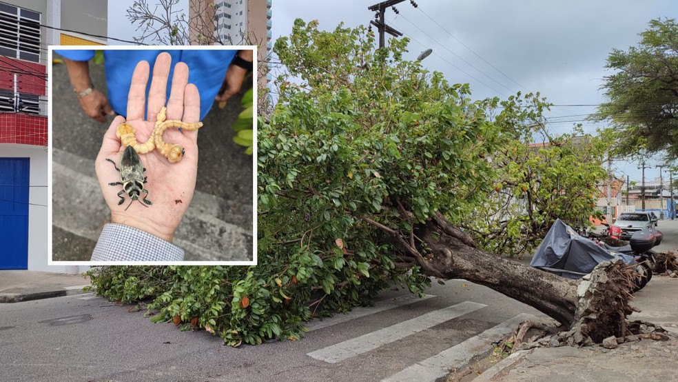 Praga de 'besouro metálico' derruba várias árvores em Fortaleza — Foto: Arquivo pessoal