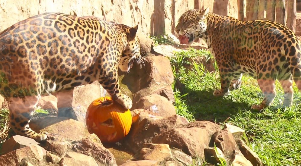 VÍDEO: onça-pintada Théo se despede do Parque Ecológico de São Carlos em clima de Halloween 