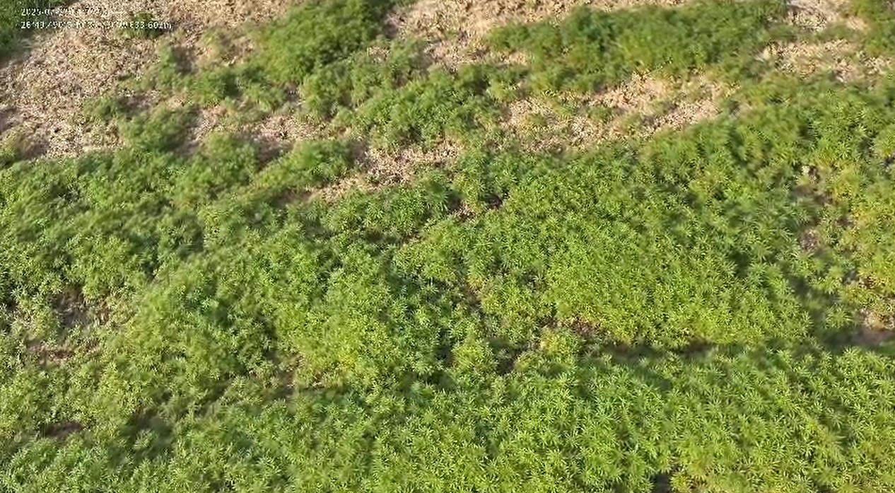 VÍDEO: PM flagra plantação gigante com 138 mil pés de maconha em SC; homem é detido