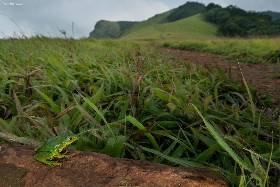 Graças aos esforços de conservação, o sapo 'Raorchestes indigo', da Índia, mudou de categoria na Lista Vermelha da IUCN de "criticamente em perigo" para "vulnerável" entre 2004 e 2022 — Foto: Saurabh Sawant
