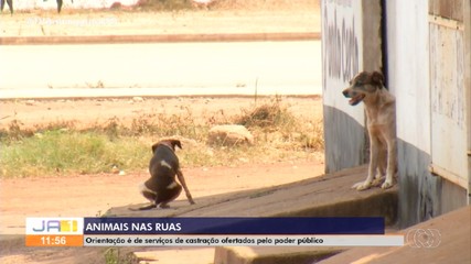 Especialista explica a importância de castrar cães e gatos