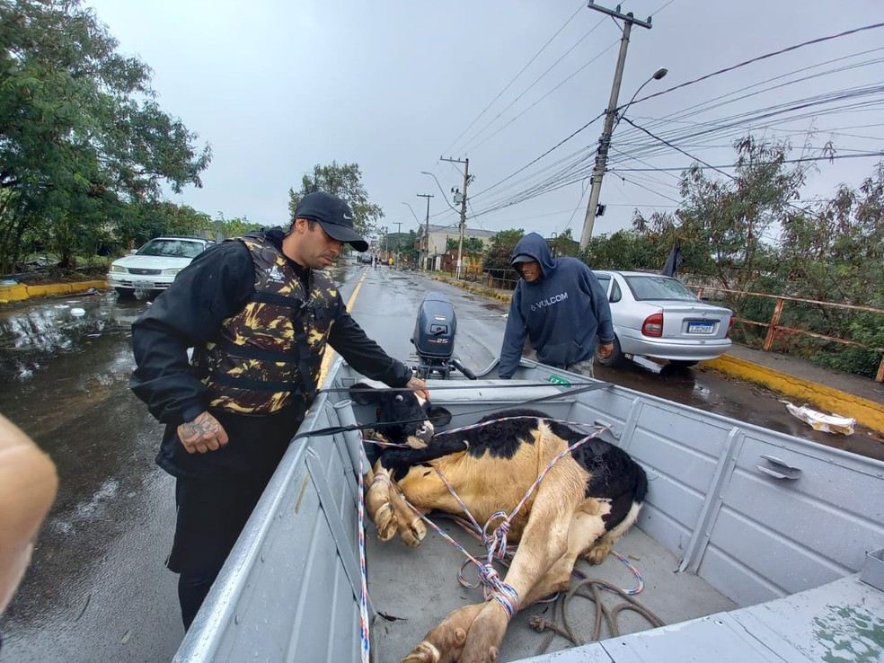 Bezerro &eacute; resgatado do 3&ordm; andar de pr&eacute;dio em S&atilde;o Leopoldo &mdash; Foto: Arquivo pessoal