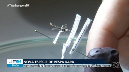 Nova espécie de vespa é encontrada no Tocantins; conheça