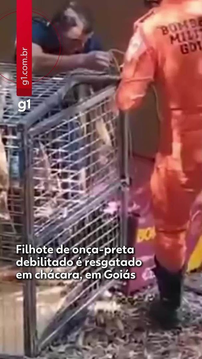 Filhote de onça-preta debilitado é resgatado em chácara, em Goiás