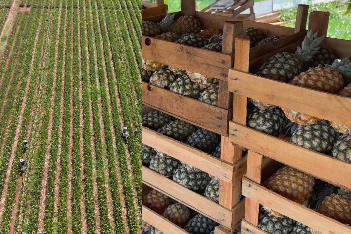 Colheita de abacaxi cresce e amplia renda de pequenos produtores em MS