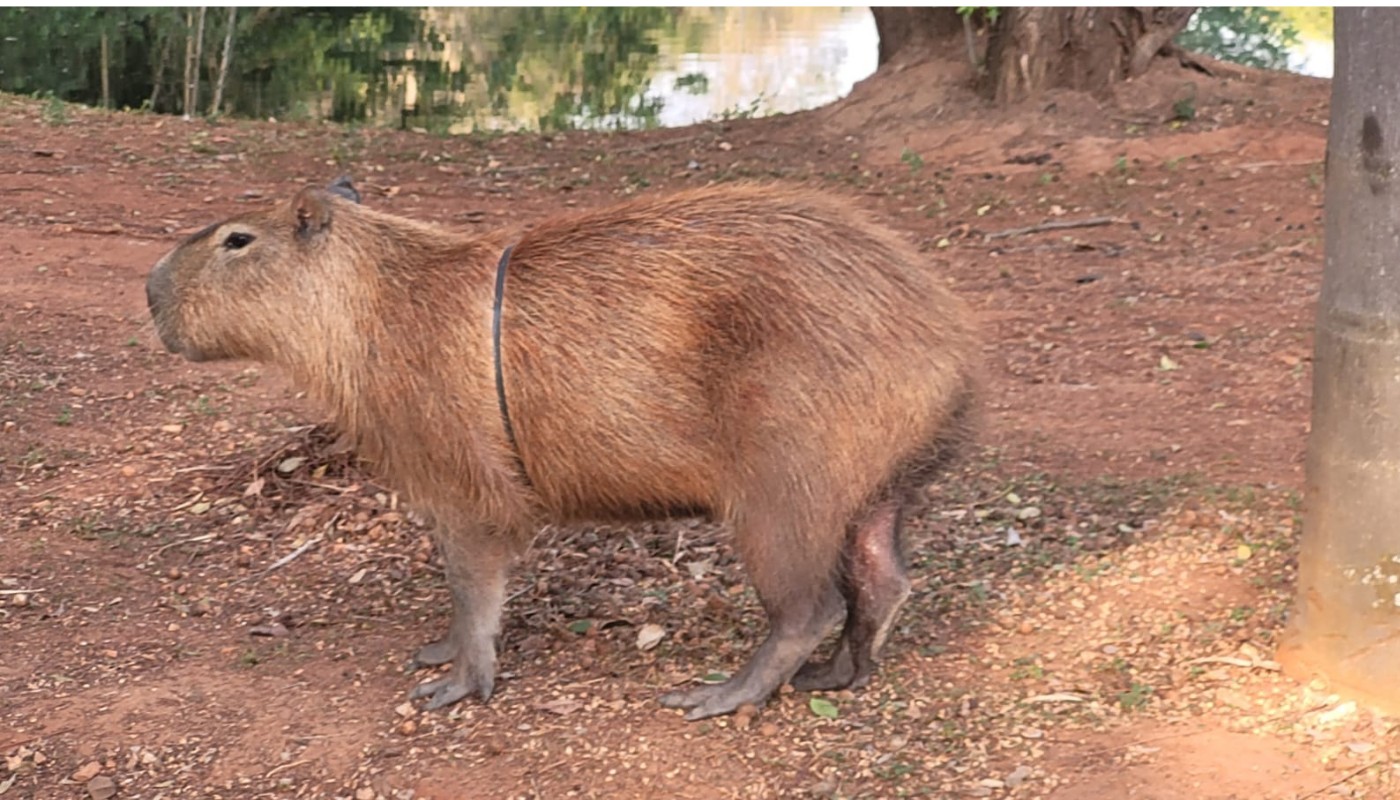Capivara flagrada com arco na cintura no Taquaral é capturada e atendida por veterinário