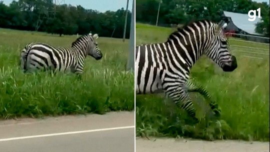 VÍDEO: Zebra foge de fazenda e corre por avenida dos EUA 