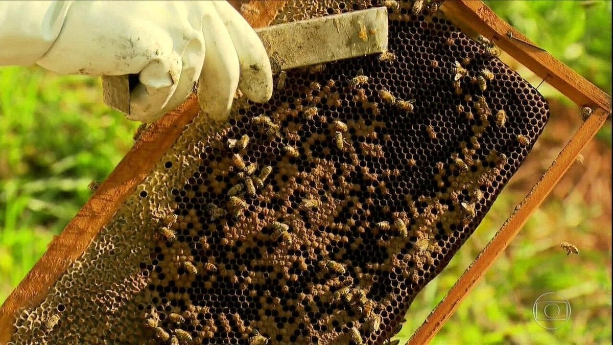 Veja 10 dicas para melhorar a produção de mel | Globo Rural | G1