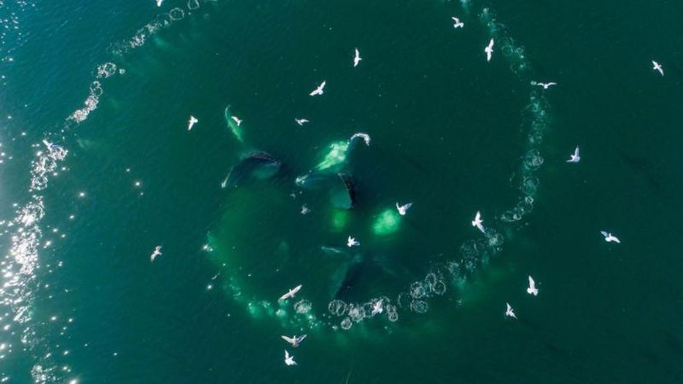 Como baleias podem ensinar cientistas a falar com alienígenas — Foto: BBC