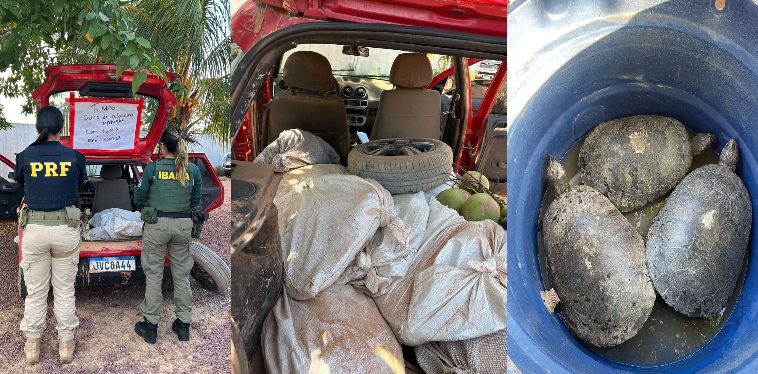 Tartarugas-da-Amazônia são flagradas em sacos no porta-malas de carro conduzido por homem sem CNH na BR-230; VÍDEO 