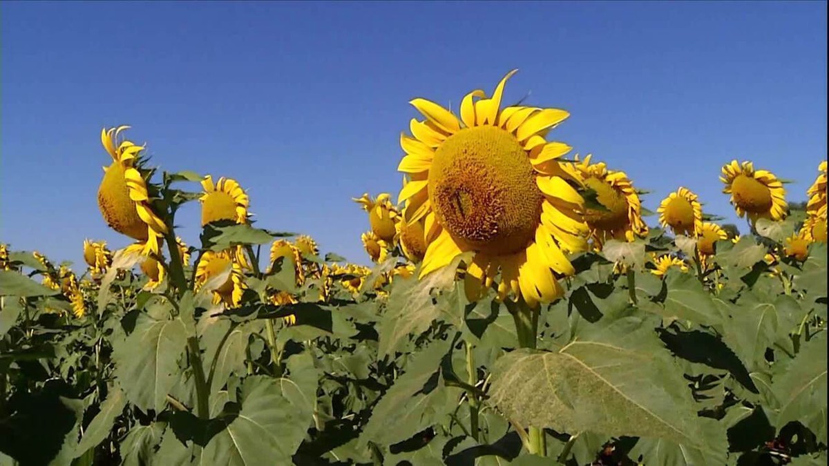 Época de florada: tons de amarelo tomam conta dos campos de girassol em Goiás