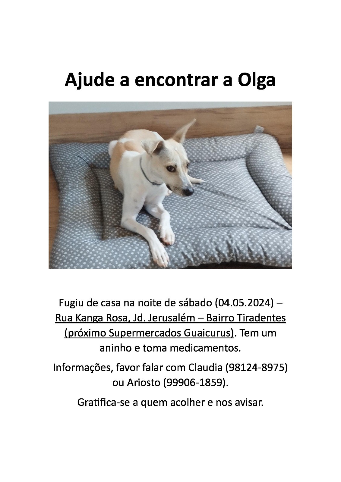 Cadelinha desaparece e família pede ajuda para encontrá-la em Campo Grande