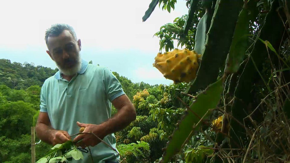 Produtor apostou em pitaya exótica em plantação de Santa Teresa, Espírito Santo — Foto: Reprodução/TV Gazeta