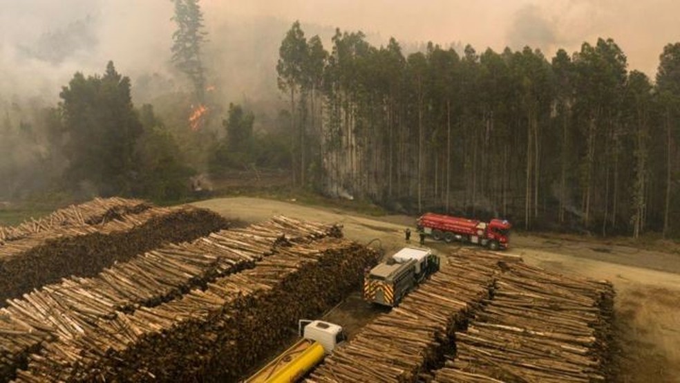 Especialistas afirmam que o território fica mais vulnerável a incêndios quando há plantações de reflorestamento ao invés de mata nativa — Foto: Getty Images/Via BBC
