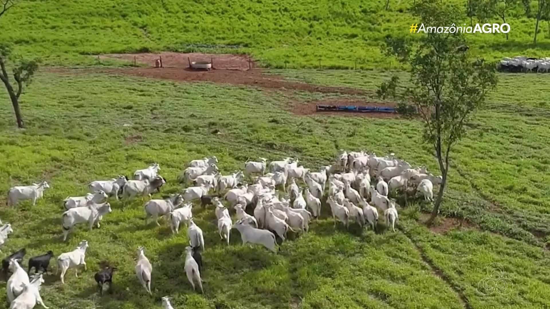 Assista o Amazônia Agro - Rondônia do domingo, 18 
