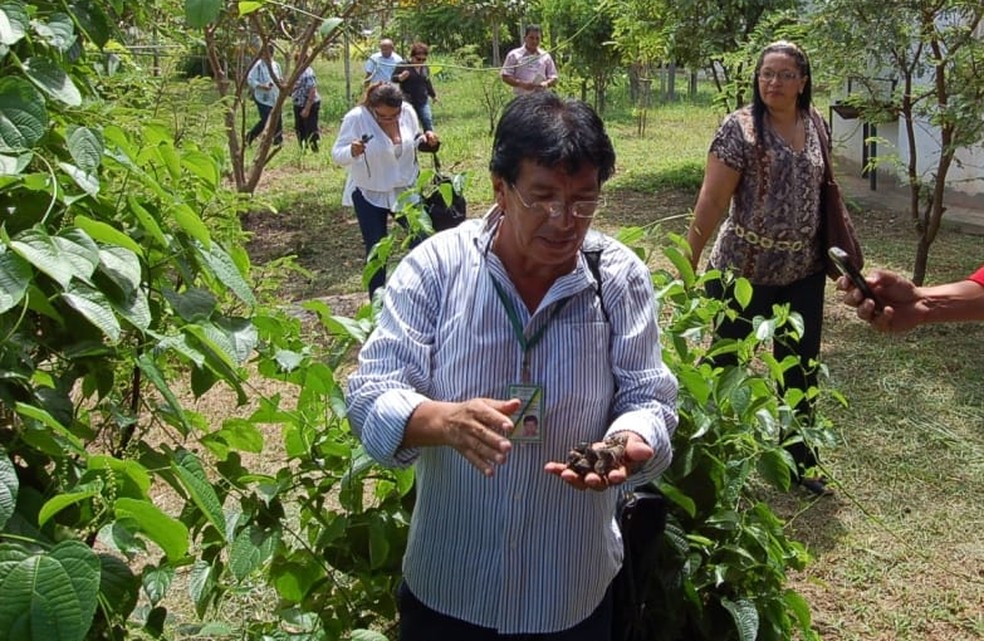 Pesquisador Juan Revilla em campo botânico em Manaquiri, antes da pandemia  — Foto: Ascom Inpa