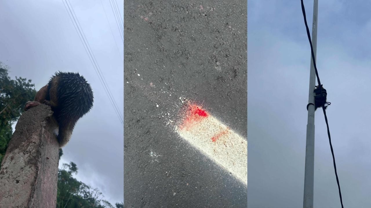 Tamanduá-mirim é encontrado ferido e filhote fica isolado em poste de avenida que corta floresta, em Belém