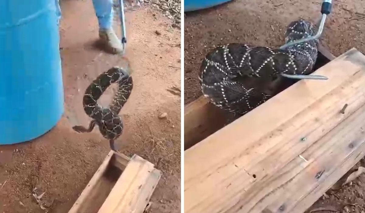 VÍDEO: cascavel é capturada em casa no interior de SP e encaminhada ao Instituto Butantan