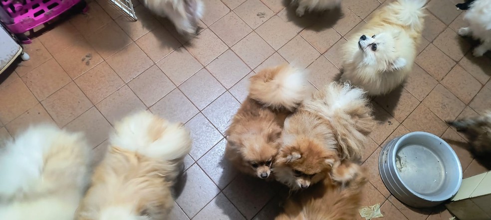 Polícia encontra canil clandestino com mais de 100 cachorros em Arujá — Foto: Lucas Bello/TV Diário