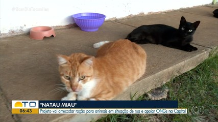 Projeto Natal Miau arrecada alimentos para animais em situação de rua, em Palmas