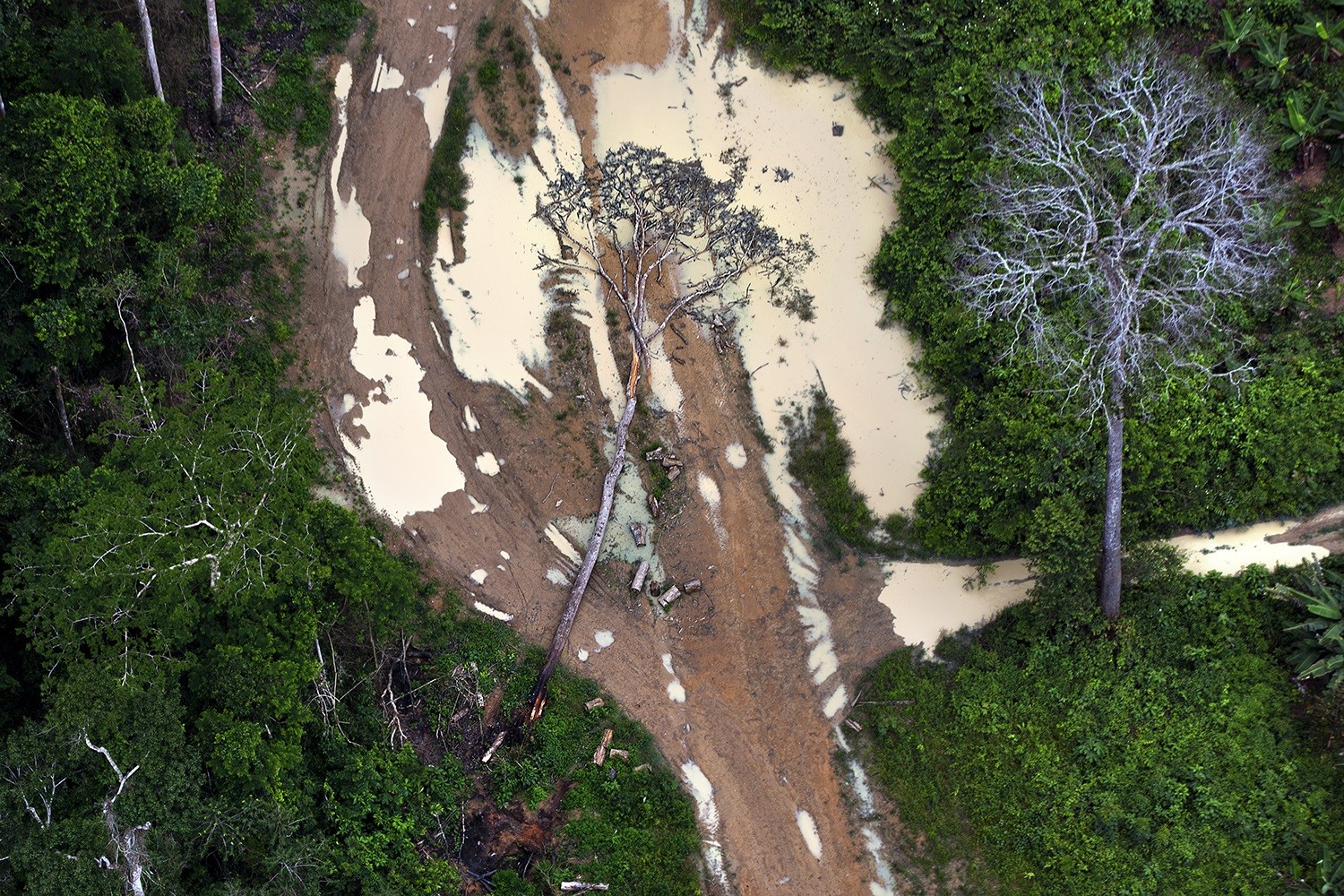 Por que o fogo passou a ter papel de destaque no desmatamento na Amazônia?
