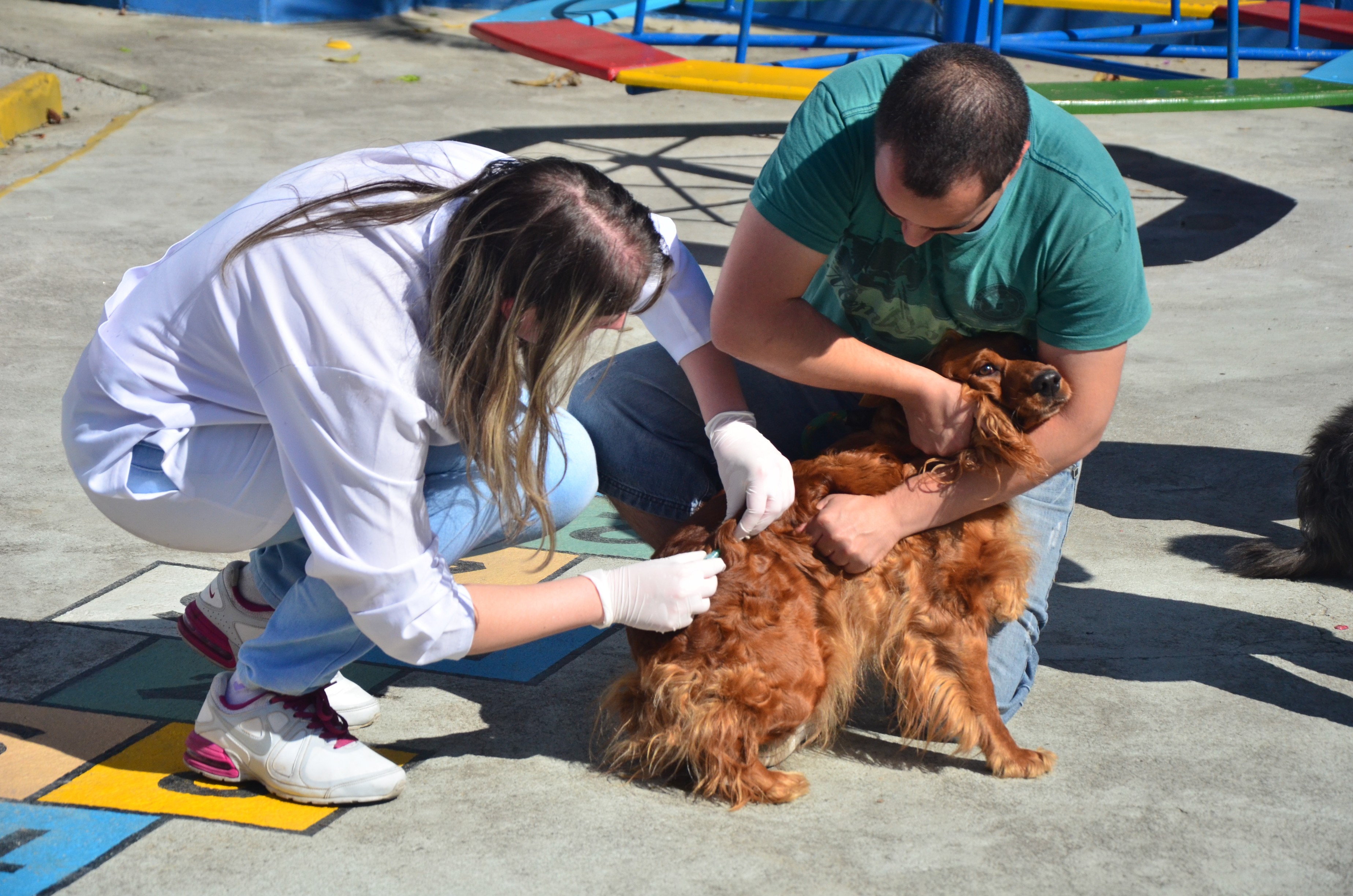 Serrinha realiza vacinação antirrábica para cães e gatos na zona rural; veja programação